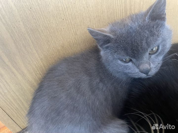 Британская кошка
