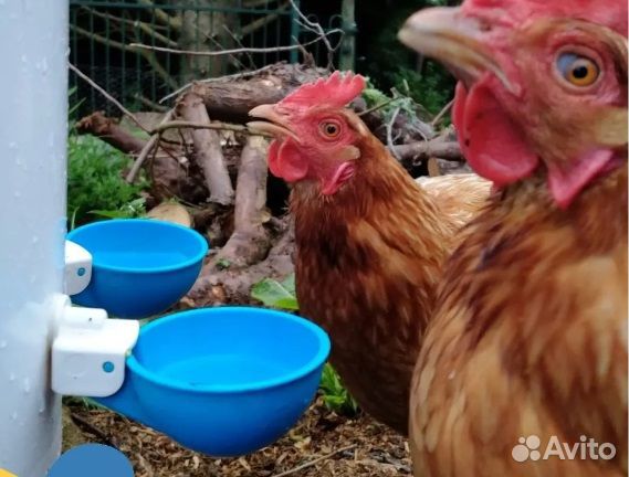 Поилки чашечные для кур, уток, цесарок