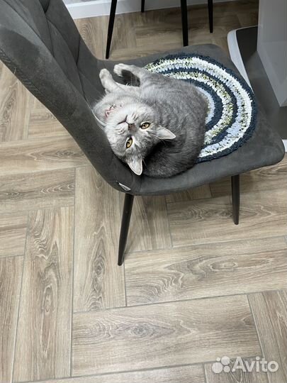 Потерялась Шотландская кошка