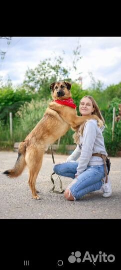 Возьми собаку из приюта