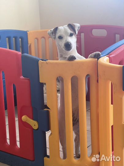 Передержка собак