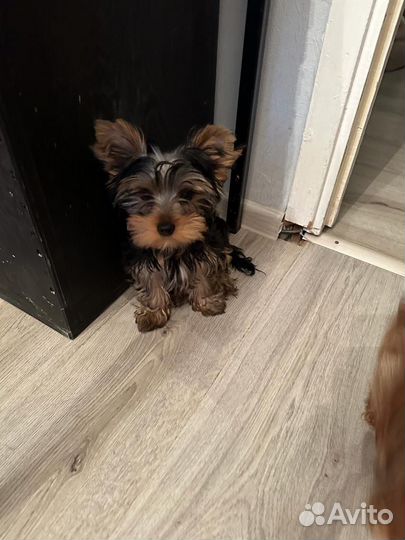 Йоркширский терьер мини беби фейс