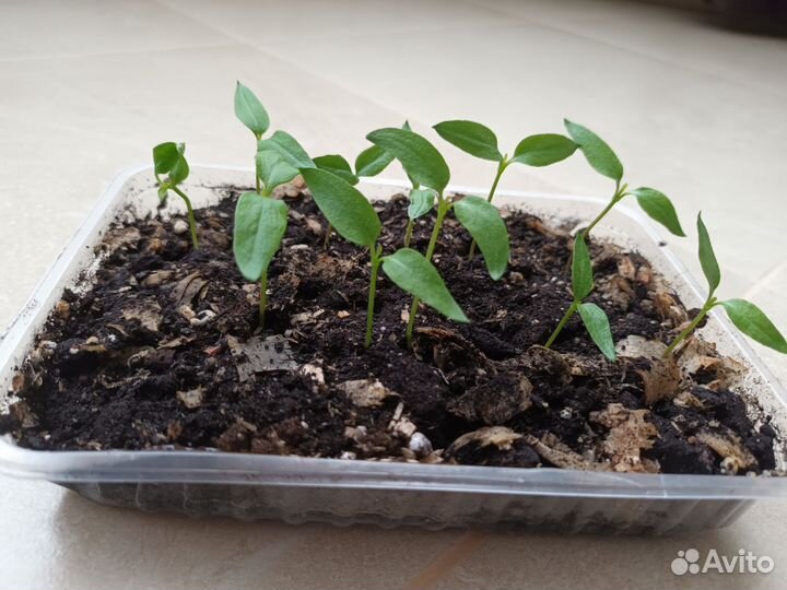 Рассада перца на пикировку Крепыш