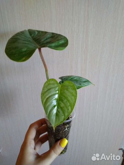 Филодендроны