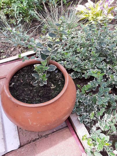 Бересклет Форчуна