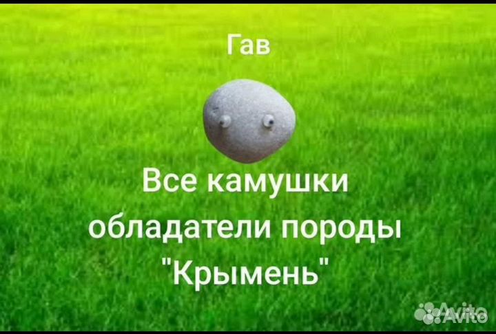 Камень питомец - Петропер