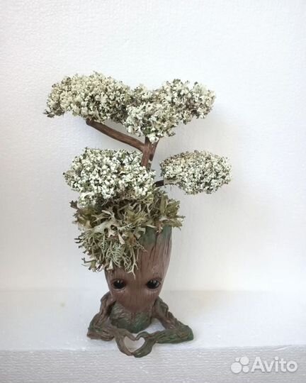 Грут с цетрарией