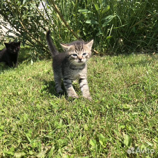 Отдам с доставкой на дом в хорошие руки котят