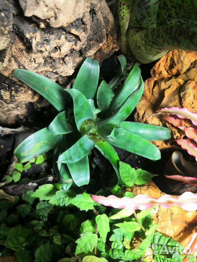 Палюдариум большой