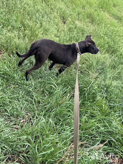 Питбультерьер