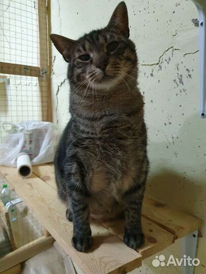 Котик в добрые руки