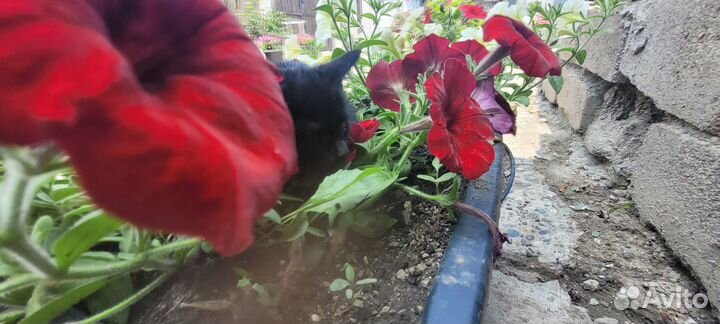 Котята в добрые руки даром девочка