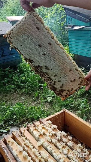 Мёд со своей пасеки 2023