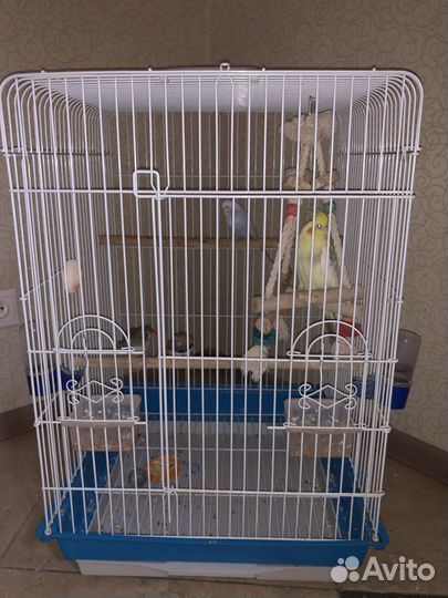 Попугай корелла с клеткой