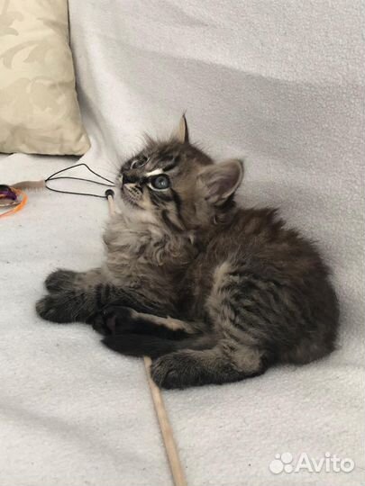 Котенок мальчик