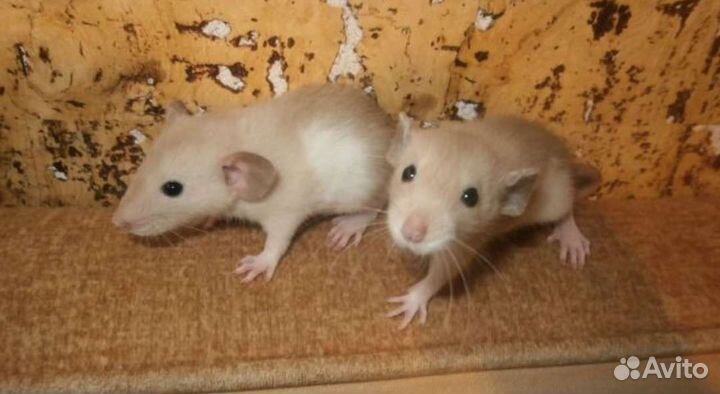 Эксклюзивные крысята Дамбо малыши