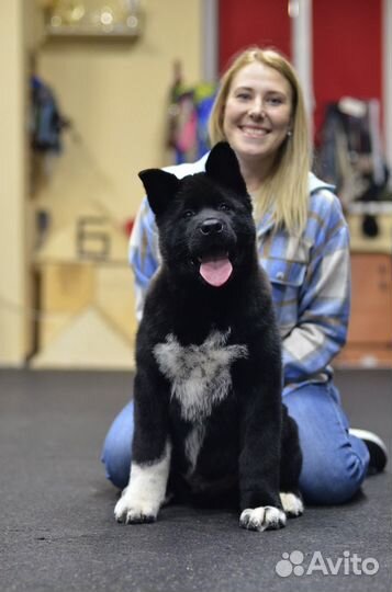 Дрессировка собак, груминг, акватренировки