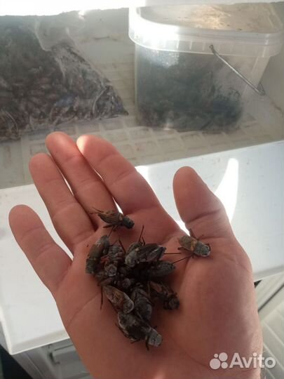 Замороженные насекомые