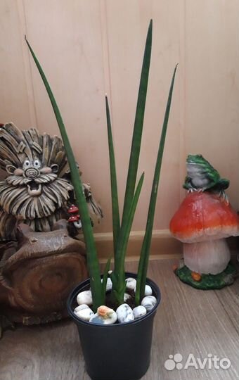 Сансевиерии сортовые