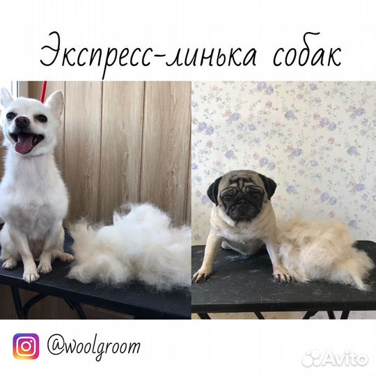 Груминг собак и кошек. Стрижка животных, выезд