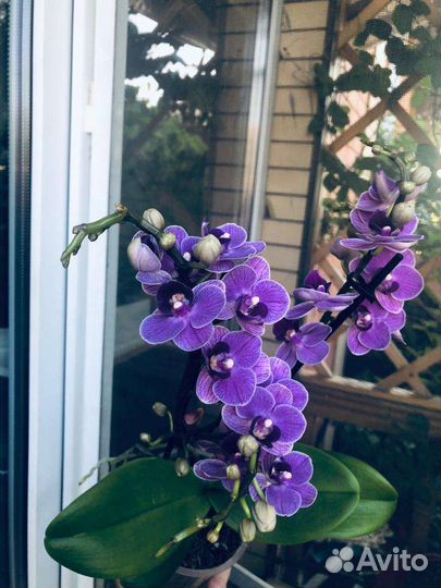 Орхидея фаленопсис Violet Queen Вайлет Квин