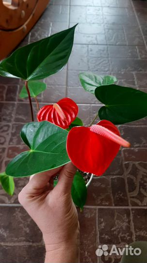 Антуриумы сортовые