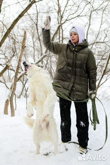 Красавчик Шмель ищет любящую семью