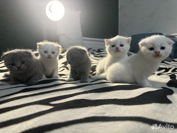 Шотландские вислоухие котята белые серые