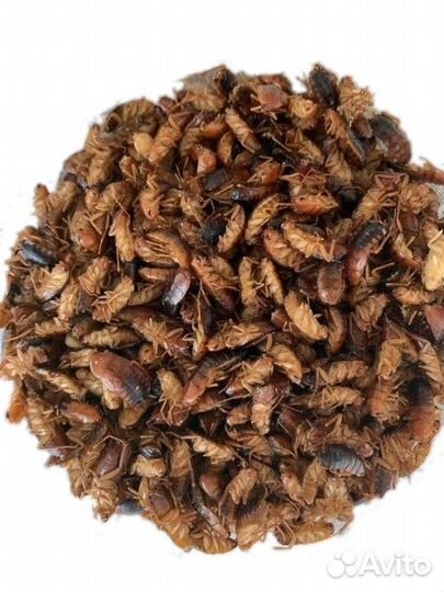 Замороженные к.о. сверчки, тараканы, мыши, крысы