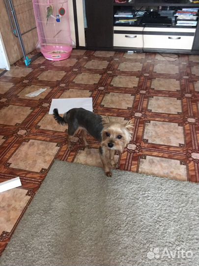 Йоркширский терьер вязка