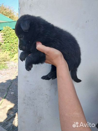 Щенки немецкой овчарки