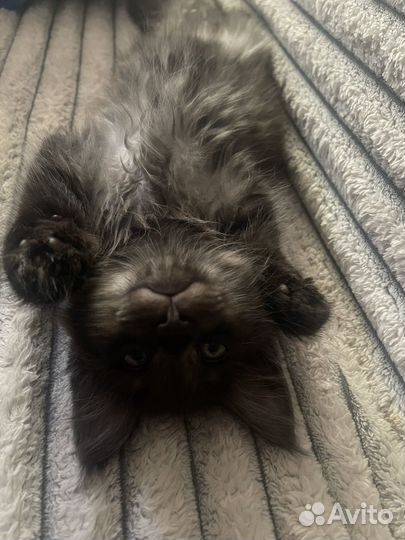 Котёнок мейн-кун продан