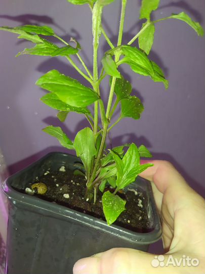 Клематис колокольчиковый