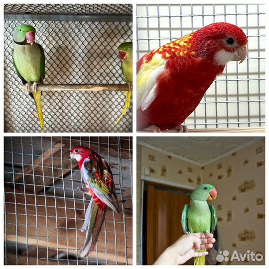 Попугаи александрийские и розеллы