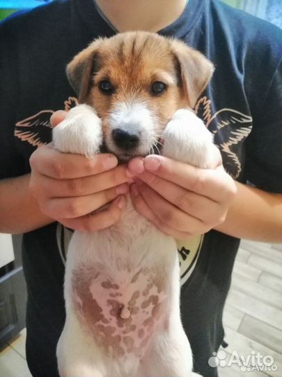 Щенки джек Рассел терьер