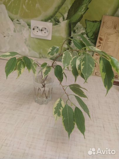 Фикус Бенджамина