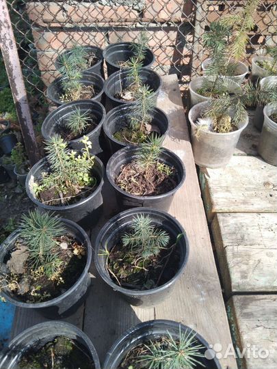 Сеянцы хвойных деревьев