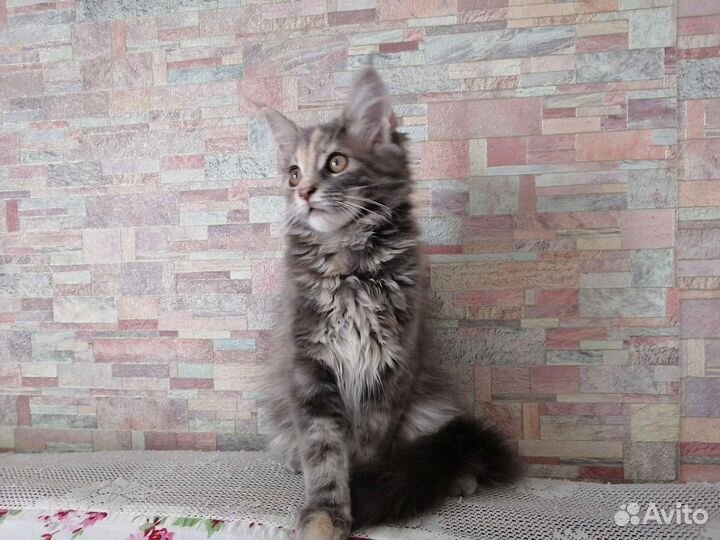 Котята мейн-кун