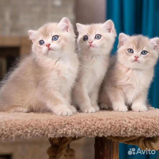 Британские котята голубое золото