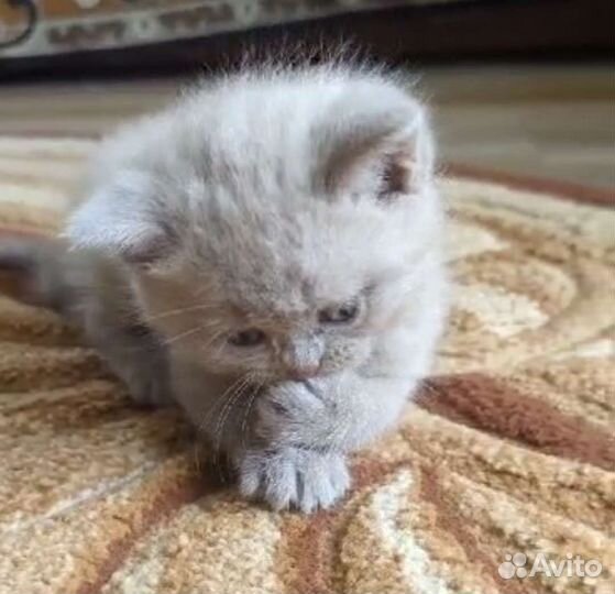 Британские котята