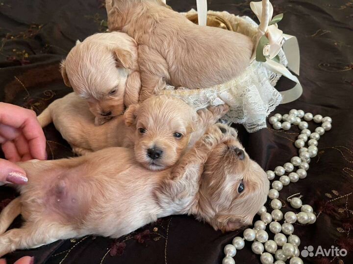 Мальтипу мальчики мини корейского типа