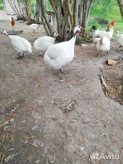 Инкубационное яйцо цесарки