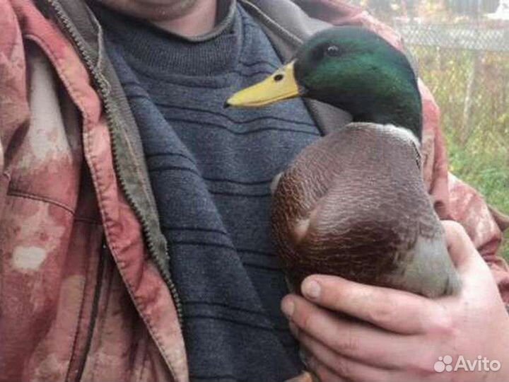 Подсадные утки