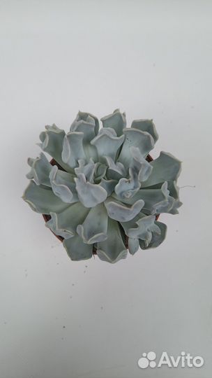Кактусы и суккуленты