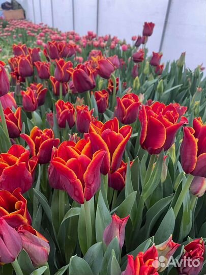 Набор 101 сорт тюльпан