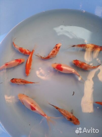 Золотые рыбки. Комета, вейкин, шубункин