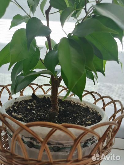 Фикус бенджамина Неон, Даниель