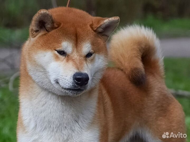 Сиба ину кобель для вязки