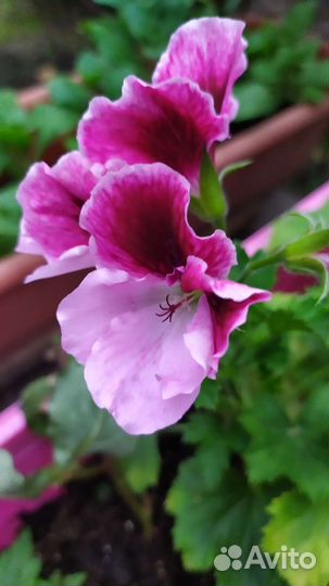 Пеларгония, Алоэ срезанный