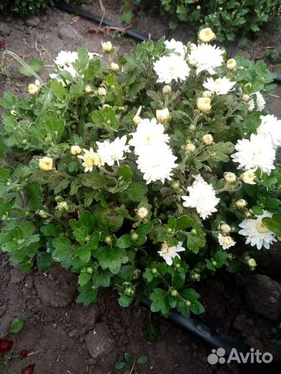 Хризантемы мультифлора шаровидна и веточная